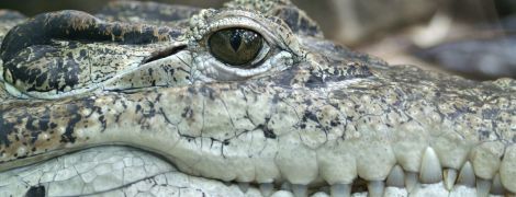 У США зняли, як крокодил зненацька з’явився на пляжі та розігнав натовп нажаханих відпочивальників