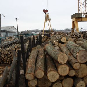 Євросоюз попросив Україну про консультації щодо заборони експорту кругляка