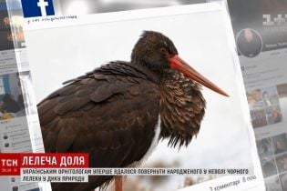 Сенсація для орнітологів: народженого в Києві у неволі чорного лелеку побачили в Греції