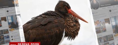 Сенсация для орнитологов: рожденного в Киеве в неволе черного аиста увидели в Греции