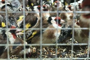 Полторы тысячи щеглов, закованных в ящики, застряли на таможне в аэропорту Борисполь