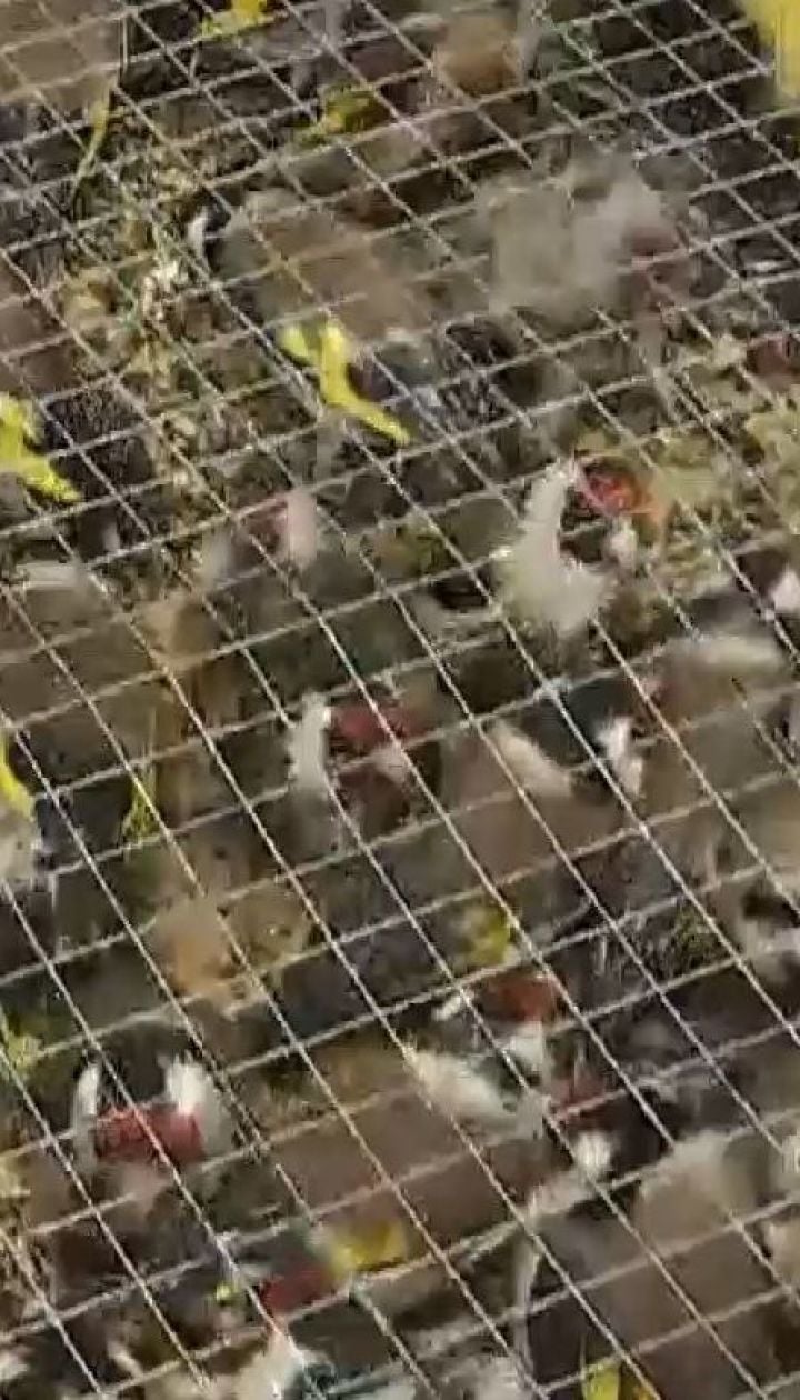 Півтори тисячі щигликів застрягли на митниці у "Борисполі"