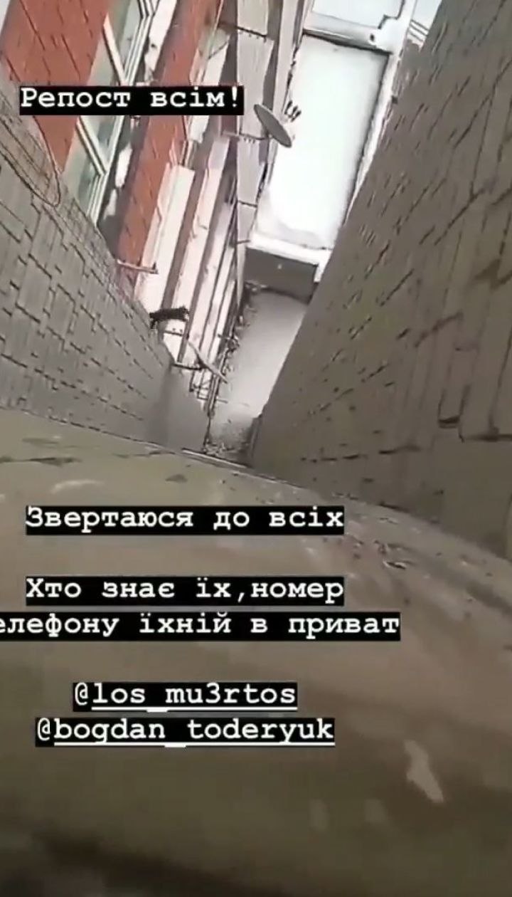 Во Львове двое подростков бросили котенка с многоэтажки