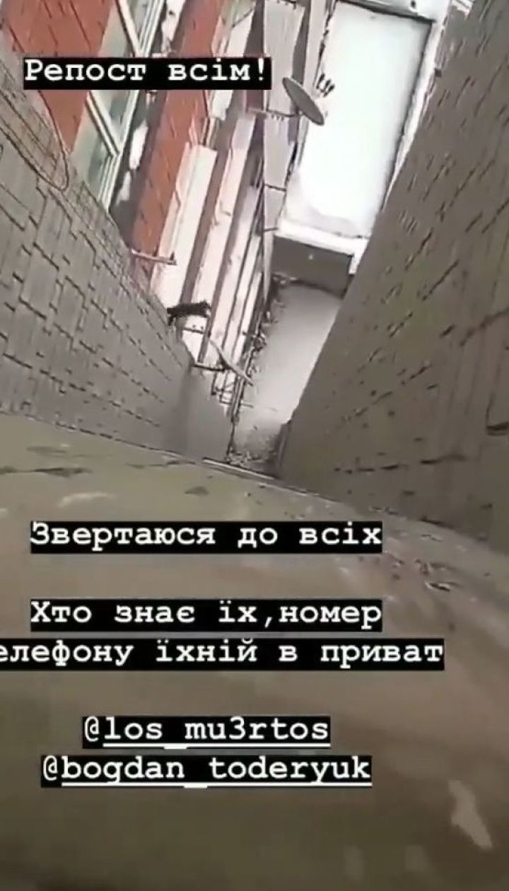 У Львові двоє підлітків жбурнули кошеня з багатоповерхівки
