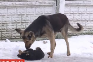 У селищі на Волині масово потруїли собак, у тому числі маленького цуценя