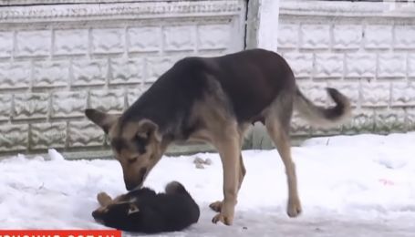 Собак в Николаеве атакует смертоносный паразит, который передается человеку