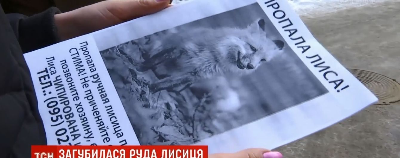 В Ирпене ищут лисичку, известную по скандалу в супермаркете