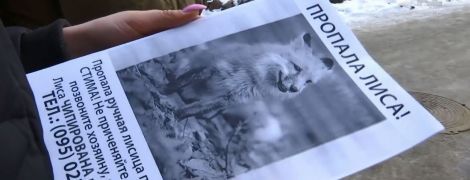 В Ирпене ищут лисичку, известную по скандалу в супермаркете