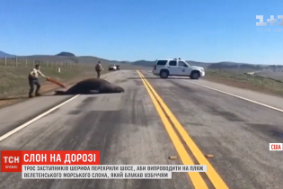 Морской слон заблокировал автостраду в Калифорнии