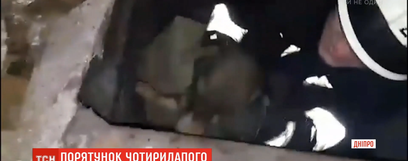 В Днепре спасатели достали собаку из-под земли