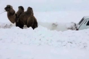 У Росії зафільмували, як верблюд витягує застряглий у снігу позашляховик