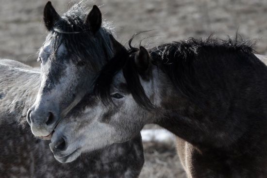 "Харчуються, як свині": волонтери б’ють на сполох через масове голодування коней