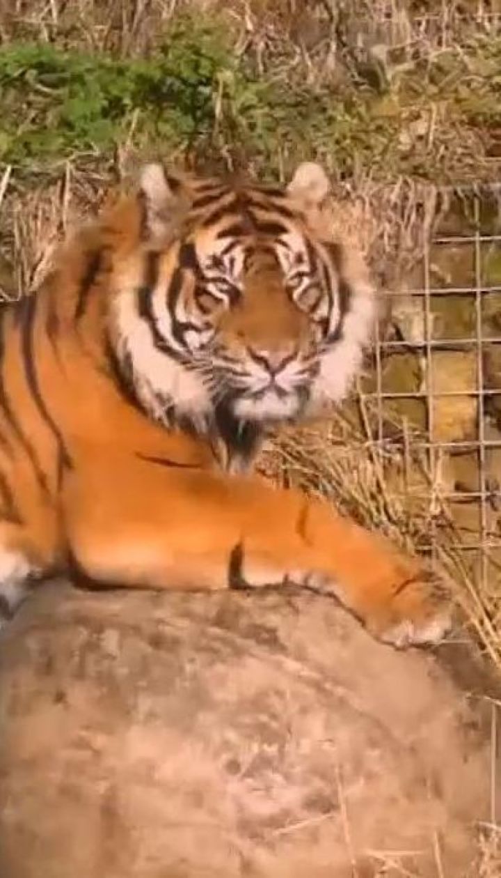 У Лондонському зоопарку під час першого побачення тигр загриз тигрицю