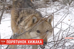 Вовк у собачій буді. На Чернігівщині дику тварину посадили на ланцюг у садибі