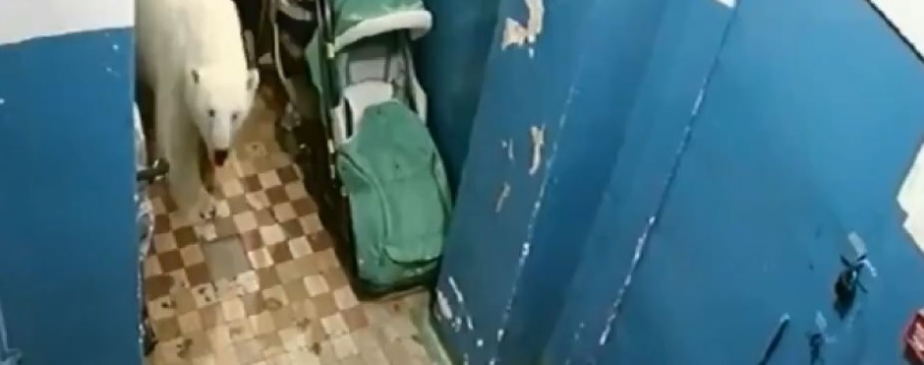 На российском архипелаге ввели режим ЧС из-за нашествия белых медведей. Они нападают на людей