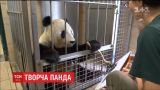 В Венском зоопарке продают картины панды
