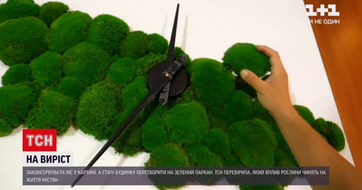 Дерева зменшують злочинність: як отримати шматок лісу додому в Україні