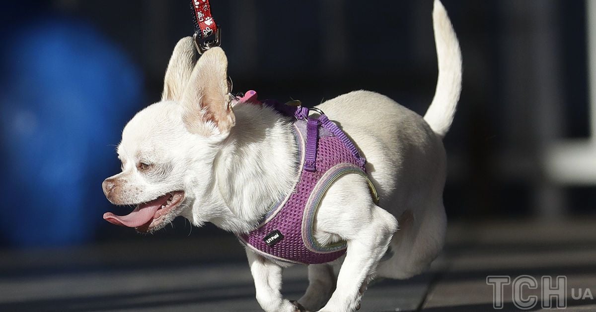 А був, як у вовків: чому мозок перших домашніх собак колись різко зменшився (фото до і після)