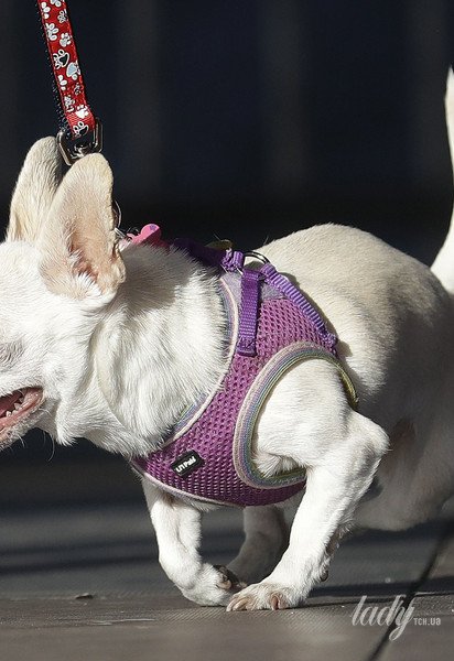 А был как у волков: почему мозг первых домашних собак когда-то резко уменьшился (фото до и после)
