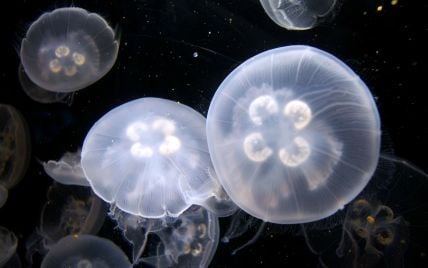В водах Днепра нашествие медуз: в Ассоциации рыболовов объяснили катастрофическое явление