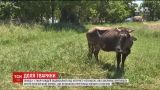 Тисячі людей стали на захист корови Пєнки, яку хочуть приспати болгарські ветеринари