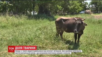 Тысячи людей встали на защиту коровы Пенки, которую хотят усыпить болгарские ветеринары