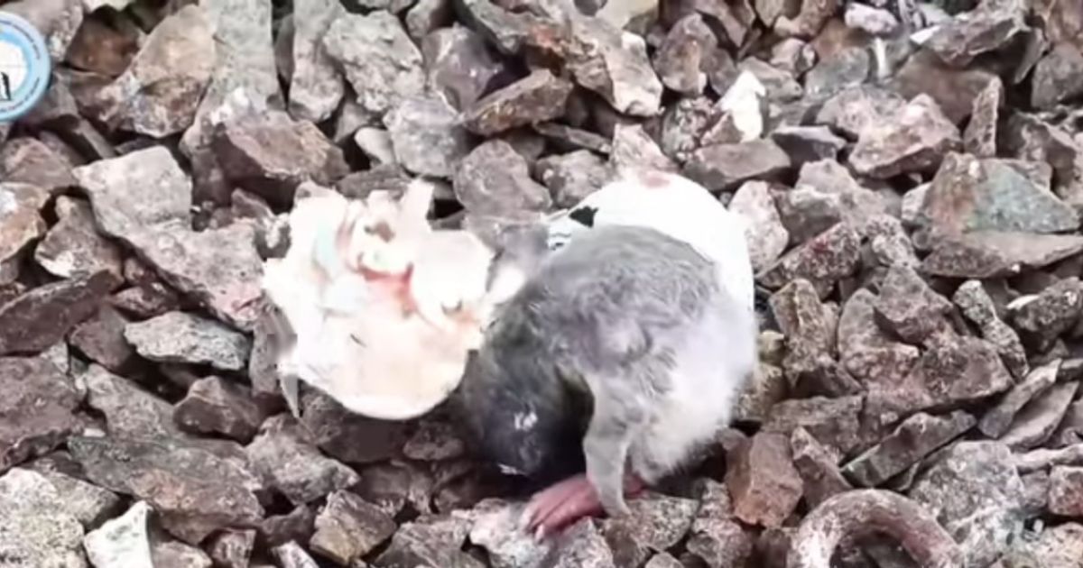 Уникальное видео: украинские полярники показали, как появляется на свет субарктический пингвиненок (видео)