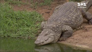 Хитрі, витривалі та холоднокровні – цікаві факти про крокодилів