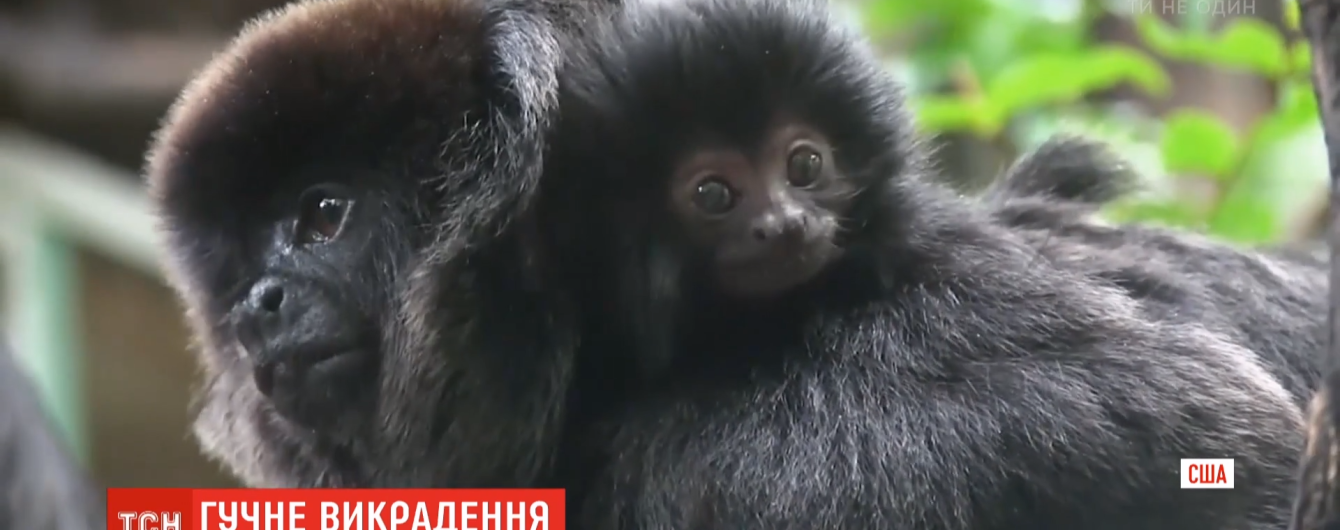 В зверинце Флориды прямо из клетки похитили редкую обезьянку