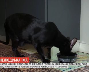 Кошачья еда: чем и за какие деньги украинцы кормят своих домашних любимцев