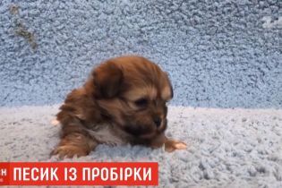 Китаянка клонировала своего песика за 56 тысяч долларов