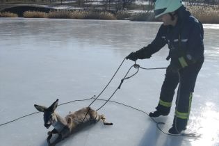 На Донетчине спасатели помогли раненой косуле, которая застряла на льду