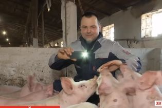 Фермер с Житомирщины на своем Youtube-канале рассказывает, как вырастить свиней и заработать на них