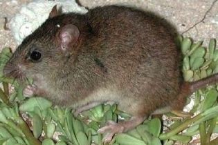 Убийственный климат. Глобальное потепление впервые стерло с лица Земли целый вид млекопитающих
