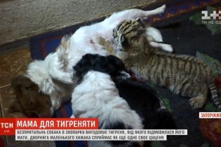 В Запорожье собака-дворняга выкормила отвергнутого матерью тигренка