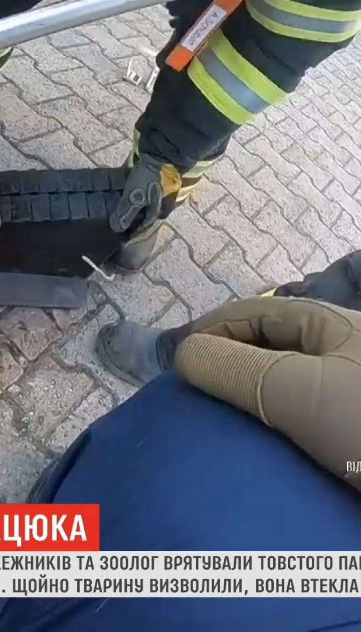 В Германии пожарные спасли толстую крысу, которая застряла в люке