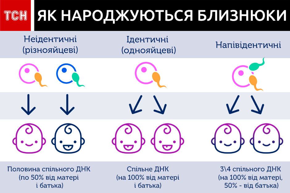 Народження близнюків, інфографіка