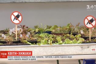 Киевлянка собрала наибольшую в Украине коллекцию цветов-хищников, что охотятся на мух и тараканов