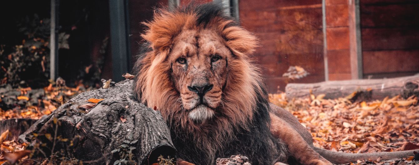 В Южной Африке слон затоптал браконьера, а лев съел его тело