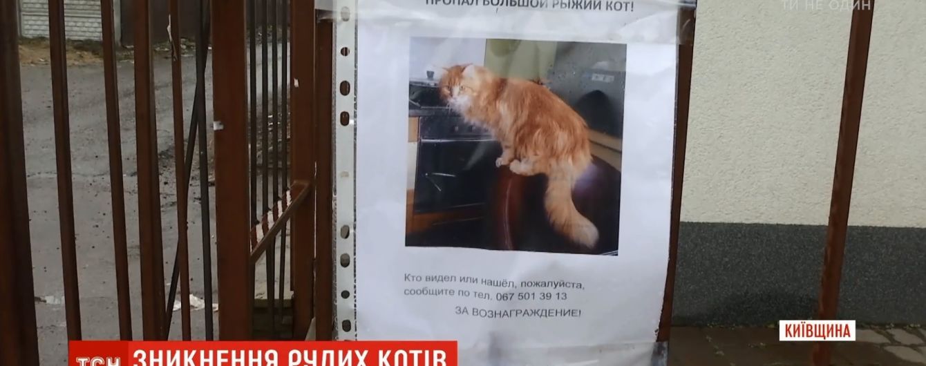 Под Киевом загадочно исчезают элитные мейн-куны