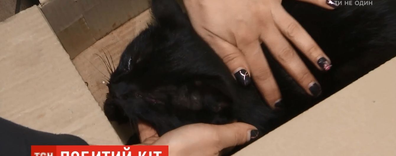 В столице женщина нашла и спасла породистого кота, а теперь разыскивает хозяина