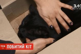 У столиці жінка знайшла та врятувала породистого кота, а тепер розшукує господаря