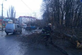 У Вінниці посеред вулиці дерево впало на дитину. Дівчинка загинула