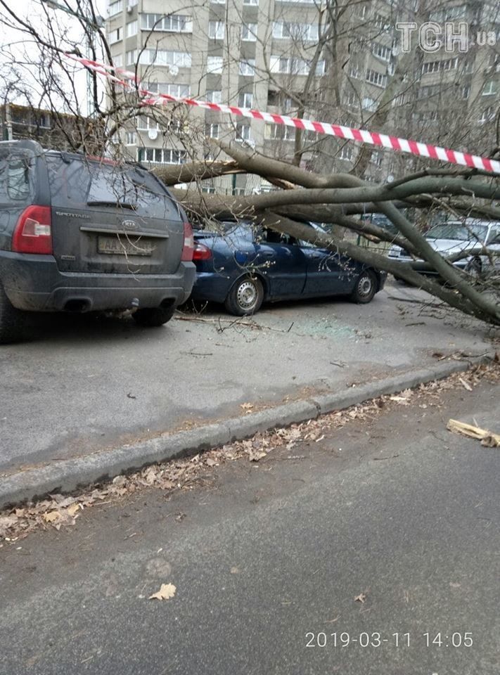 Дерево привалила машину в Києві_3