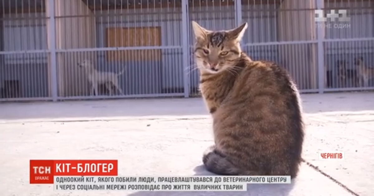 Черниговский бездомный кот завел блог в Instagram, где рассказывает о жизни уличных животных