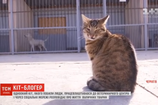 Черниговский бездомный кот завел блог в Instagram, где рассказывает о жизни уличных животных