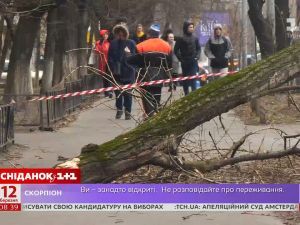 Наслідки буревію: хто має стежити за станом дерев у містах України