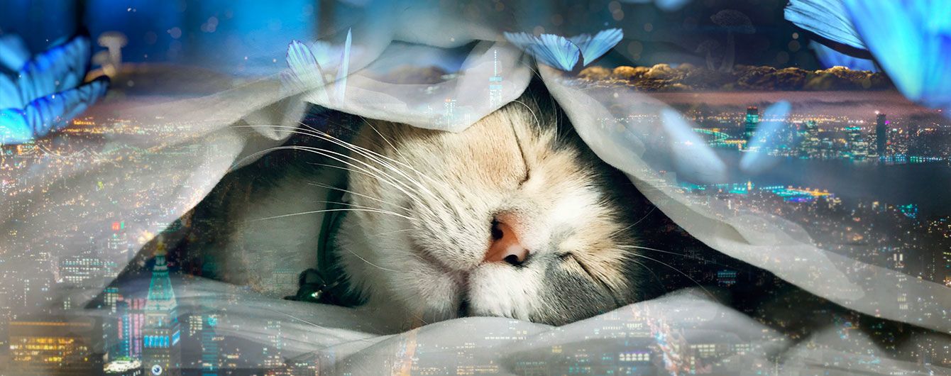 Коньячок для лучших сновидений и гаджет перед сном. Пройди тест-проверку своего сна