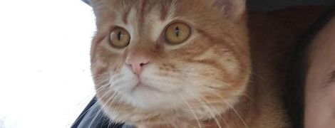 Хвостатый таксист. В харьковской службе такси рыжий кот "возит" пассажиров