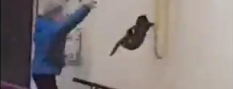 В российской Башкирии сняли на видео женщину, которая швыряет кота в лося, чтобы прогнать его